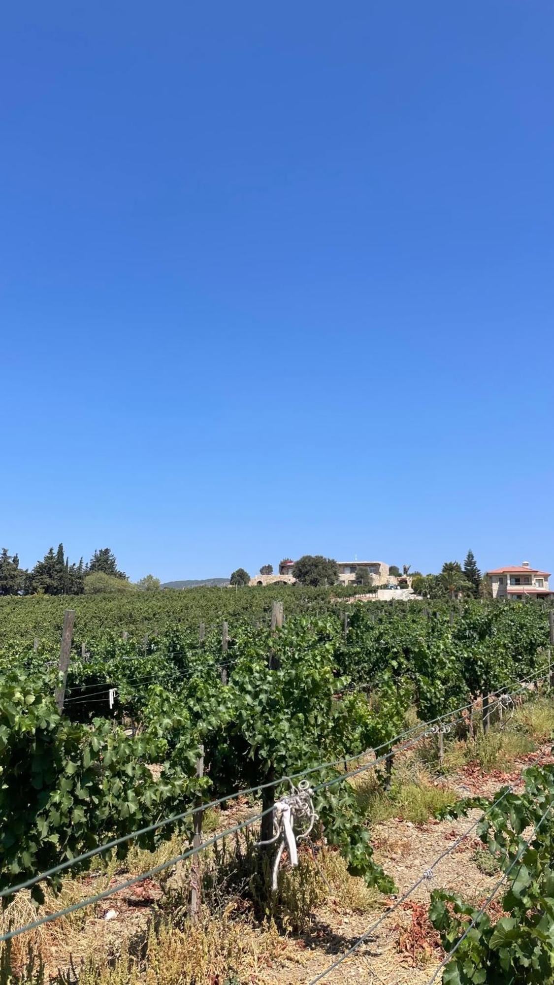 Datca Vineyard Guesthouse Exterior photo