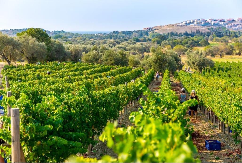 Datca Vineyard Guesthouse - Over 14 Years Old Only Exterior photo